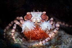 Boxer crab carrying eggs by Julian Hsu 